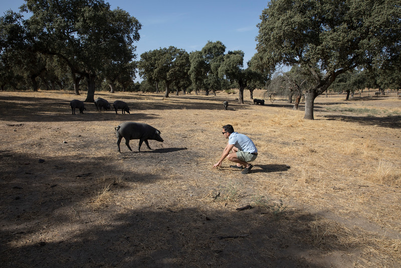 Chef Marc with the Iberian pigs